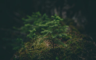 Vote for a Book Title