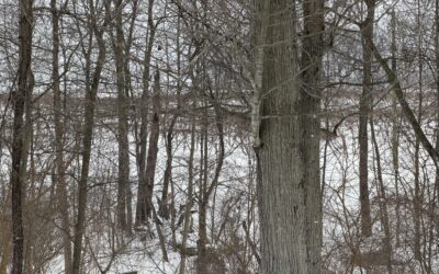 Pattern Recognition & Goal Setting